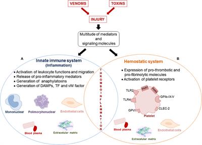 Inflammation Induced by Platelet-Activating Viperid Snake Venoms: Perspectives on Thromboinflammation